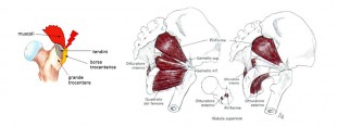 Anatomia trocantere e piriforme