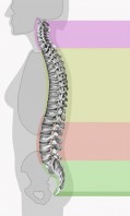 Curvature della colonna vertebrale